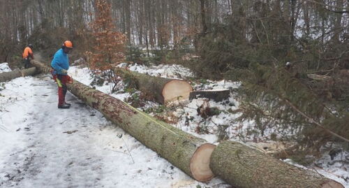 Mitarbeiter der Waldpflege GmbH Grillenburg beim Fällen eines »Käferbaumes«.