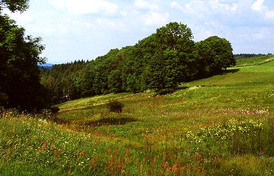 Sommerliche Bergwiese im sächsischen Osterzgebirge mit einer Vielzahl an buntblühenden Arten, wie Bärwurz, Kuckucks-Lichtnelke, Perücken-Flockenblume, Alantdistel, Pippau, Rauer Löwenzahn, Habichtskräuter und Hahnenfuß, etc.