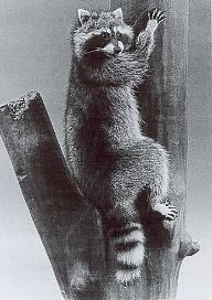 Waschbär, an der Elbe ein Neusiedler. Bei Dresden am 19. November 1985 erlegtes Exemplar. Präparat aus dem Tierkundemuseum Dresden.