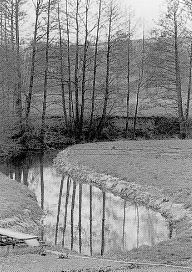 Wiesenmäander des Ketzerbaches bei Piskowitz mit Uferunterschneidung. Erlen als Ufervegetation.