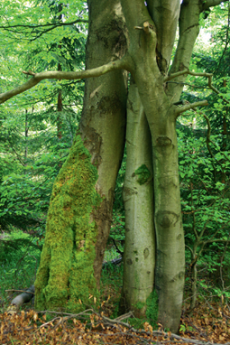 Foto: Dr. Olaf Bastian, Moritzburg, Baumgestalten – wie man sie noch in den Wäldern des Osterzgebirges antrifft. Solche alten und bizarren Bäume sind nicht nur einfach schön, sondern sie bieten vielfachen Lebensraum