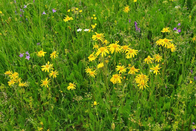 Bergwiese im Zechengrund