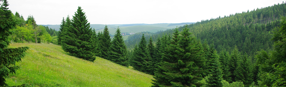 Blick auf Tannen des Zechengrundes in Sachsen