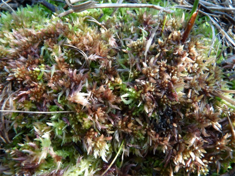 Sphagnum molle
